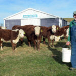 Pete Haught with his cattle